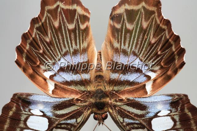 ailes parthenos.JPG - Ailes de Parthenos sylviaClipperLepidoptera, NymphalidaeMalaisie